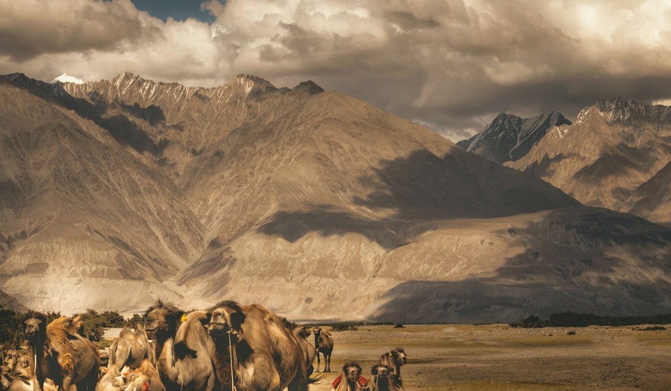 Ladakh landscape with camels