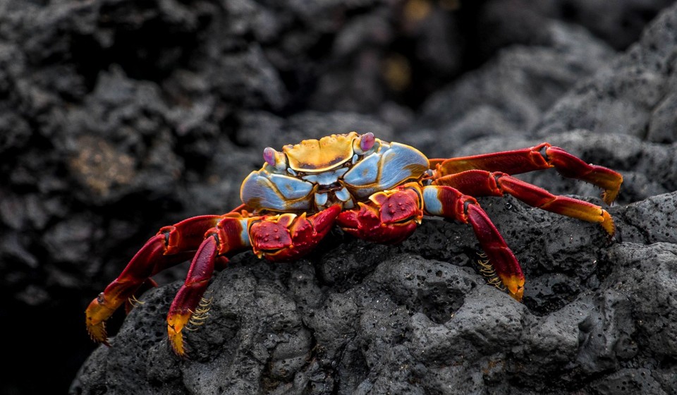 Sally Light-foot Crab on black rocks