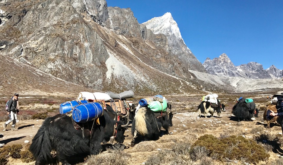 Yaks transporting supplies in the Everest Region, as spotted on the Everest Base Camp trek 