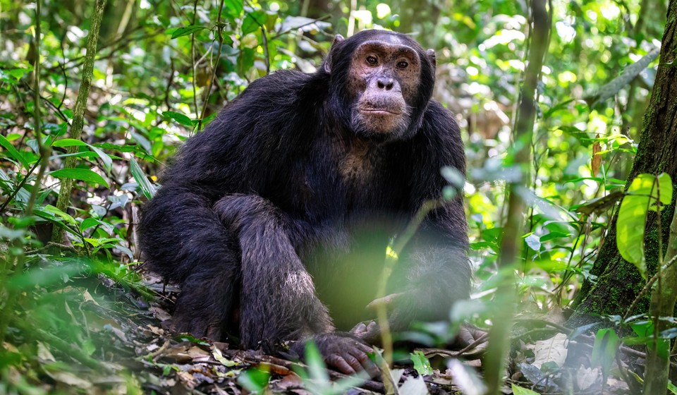 Kibale Forest Chimps