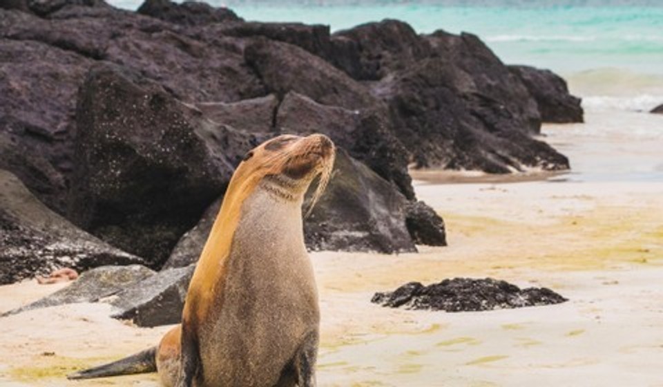 A Sealion sunbathing in the Galapagos Islands, Ecuador