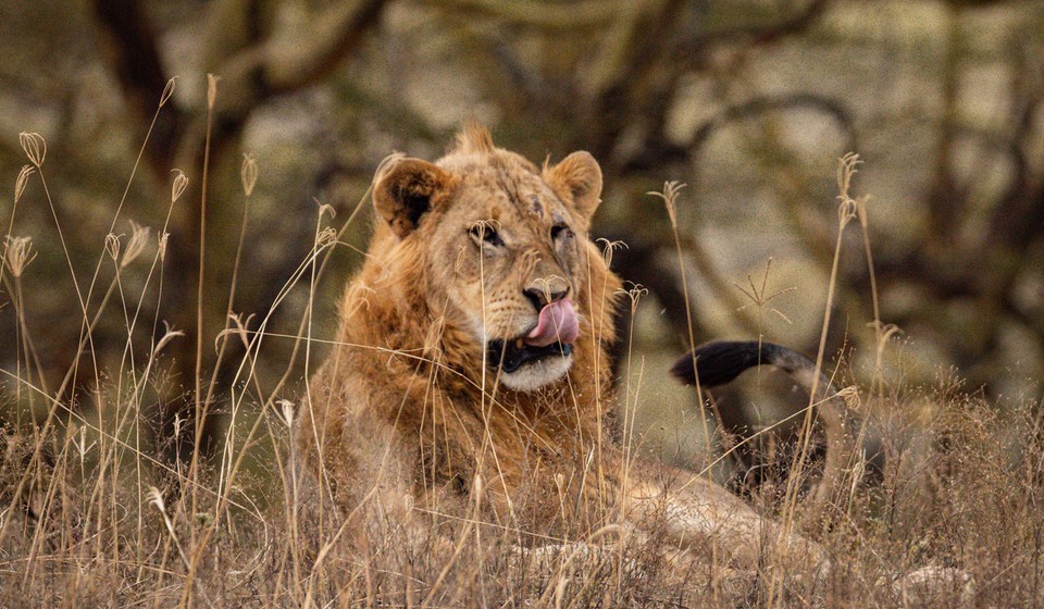 Lion in Lake Nakuru National Park