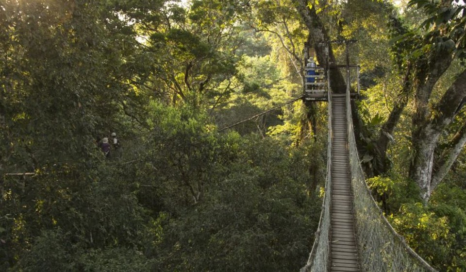 A hanging bridge in the Peru Amazon 