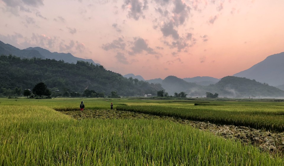 Mau Chai rice fields Vietnam