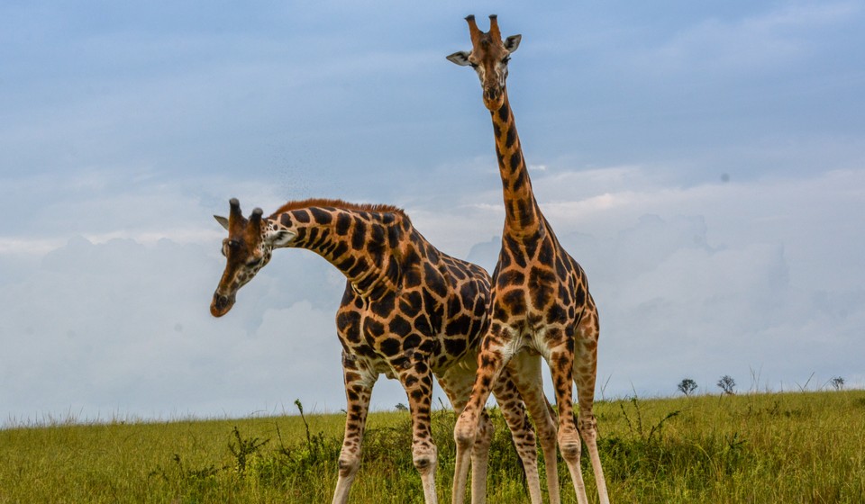 Giraffe in Maasai Mara