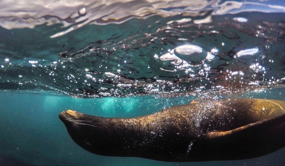 A seal as seen while snorkeling in Galapagos Islands