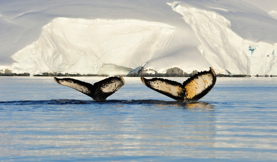 tails of whales with the sun's rays reflecting at sunset, with the background of an iceberg