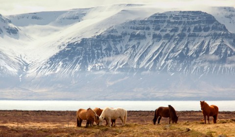 Icelandic Horses grazing in the background of huge mountains