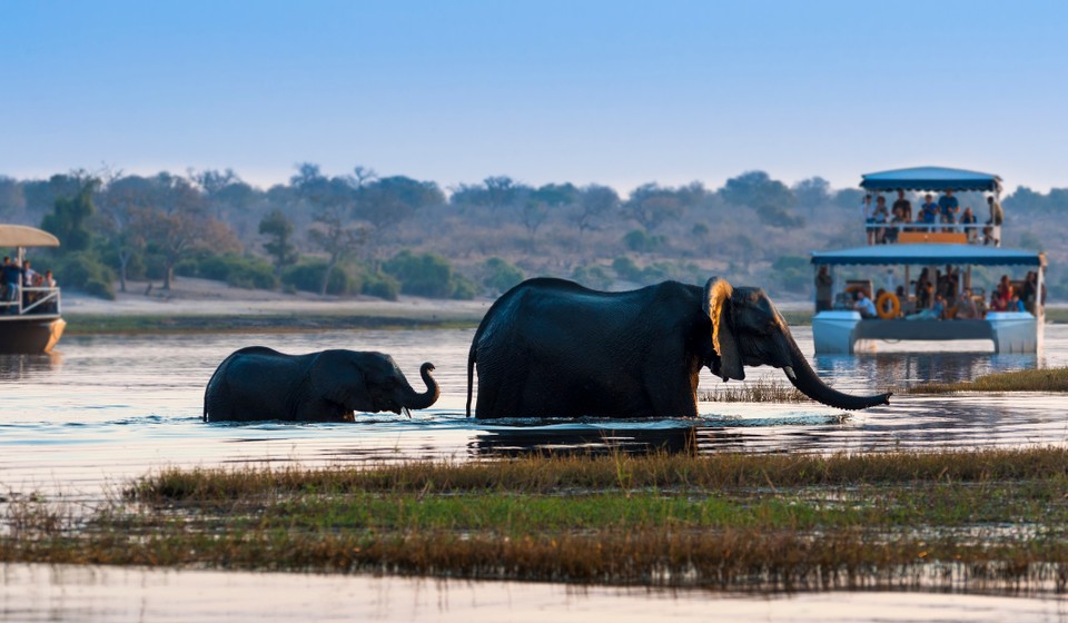 Okavango  Elephants