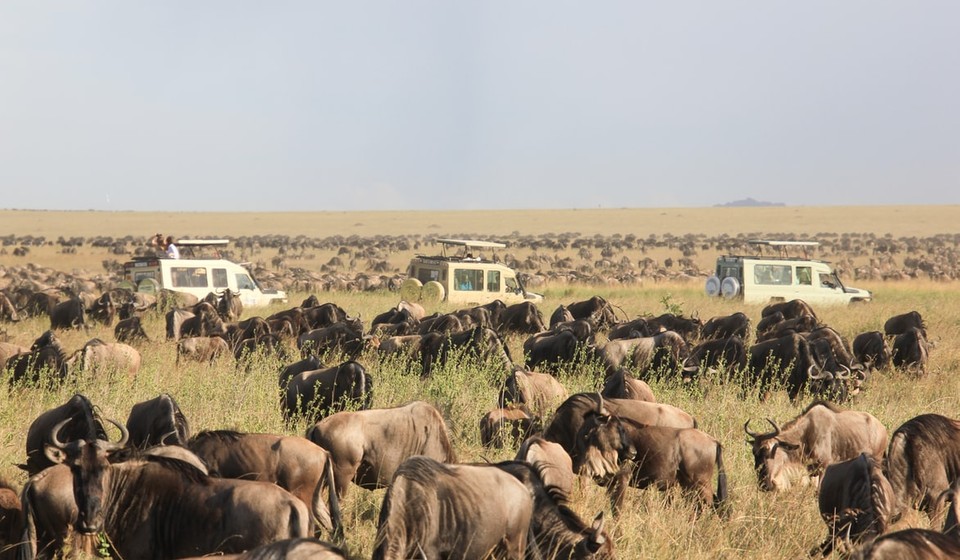 Views of wildebeasts from a Serengeti Adventrue Safari