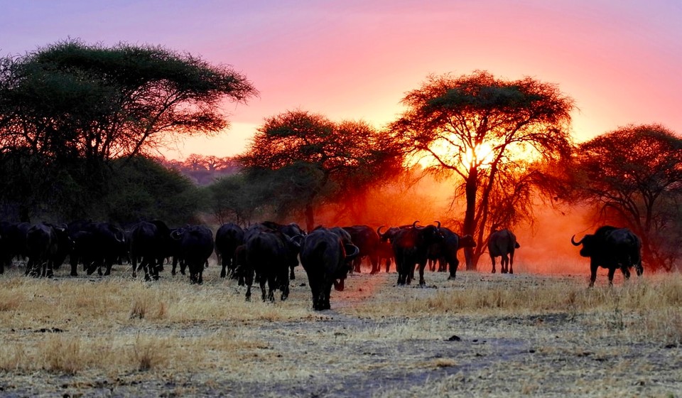 Sunset African Safari