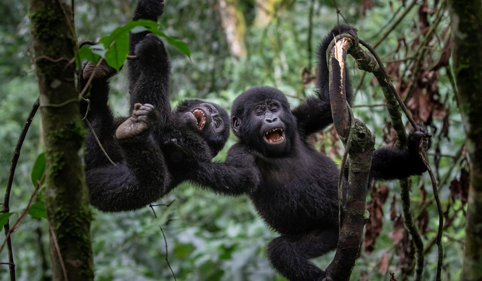 Playful Baby Gorilla in Bwindi