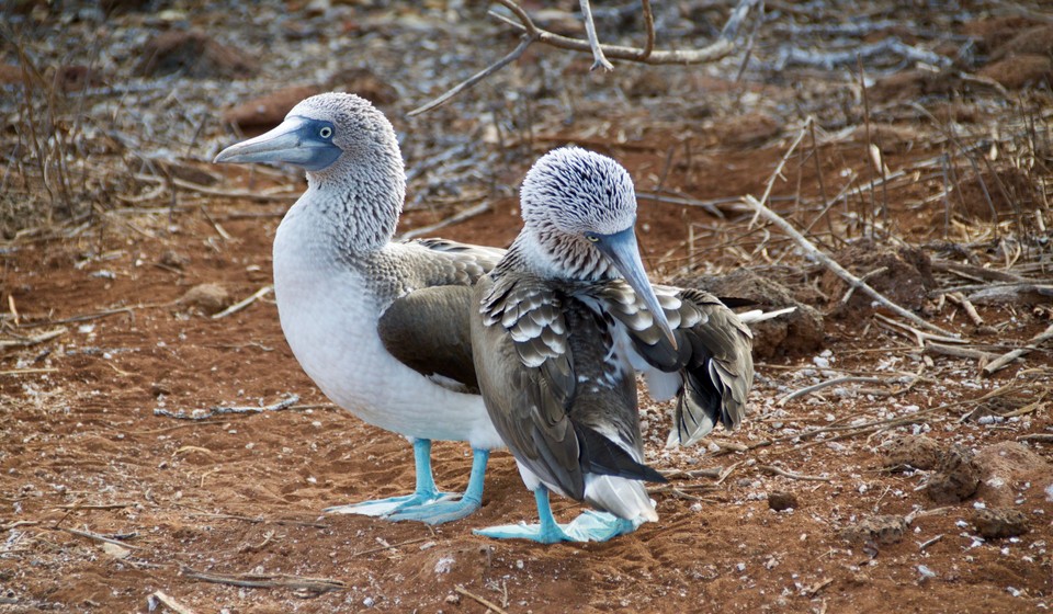 Blue footed boobies