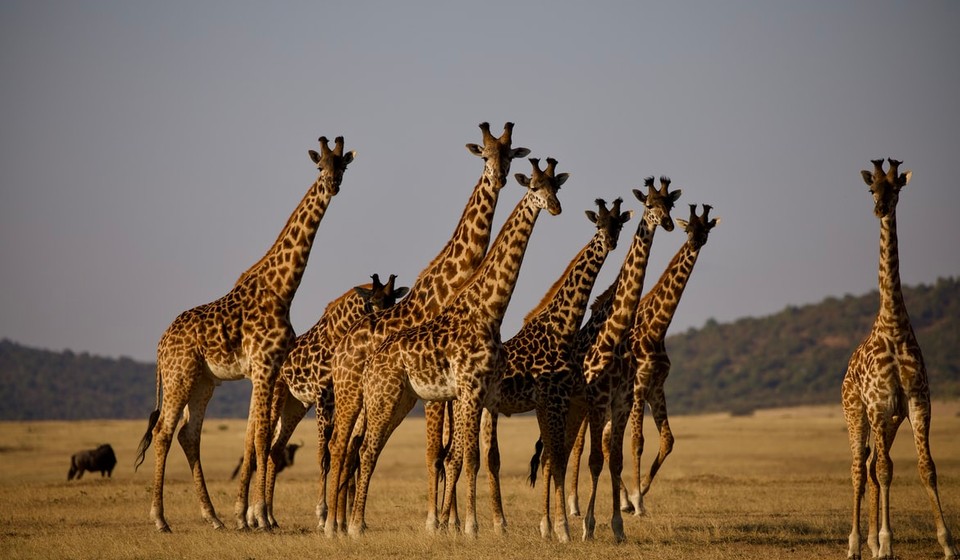 Giraffes at sunset are a common scene during any African Safari