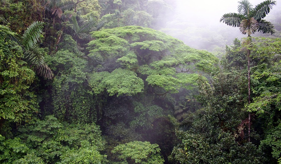 A cloud forest