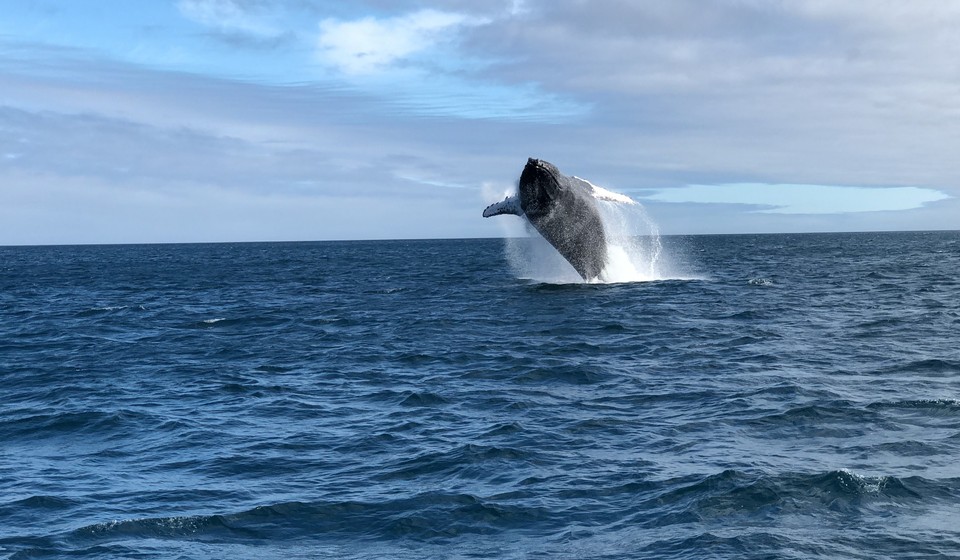 Whale leaping out of water in Galapagos