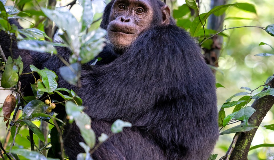 Chimpanzee in Kibale Forest