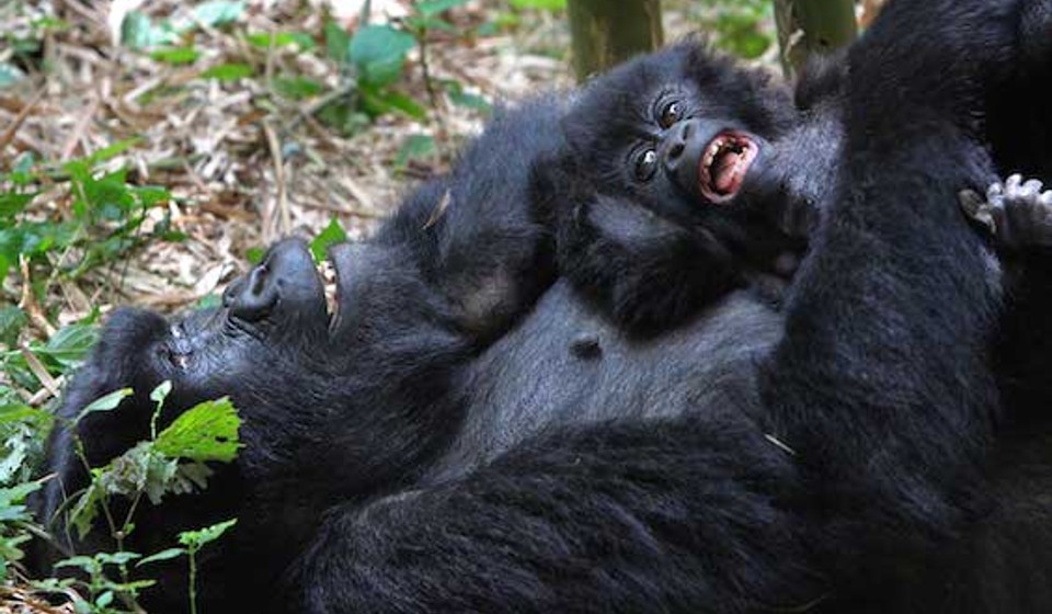 Mountain Gorilla in Bwindi