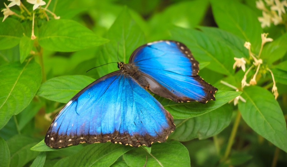 Bright Blue colored butterfly representing the eclectic Costa Rica wildlife