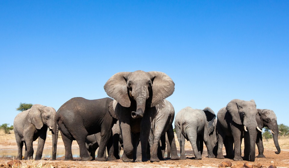 Botswana Elephant 