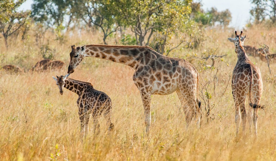 Giraffes in Queen Elizabeth National Park 