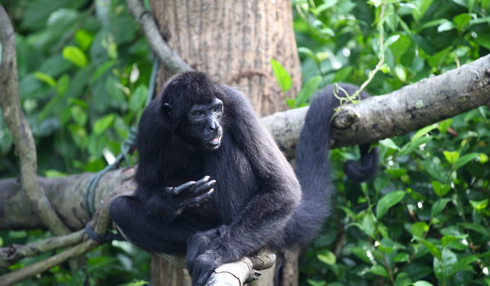 Gorilla in Bwindi