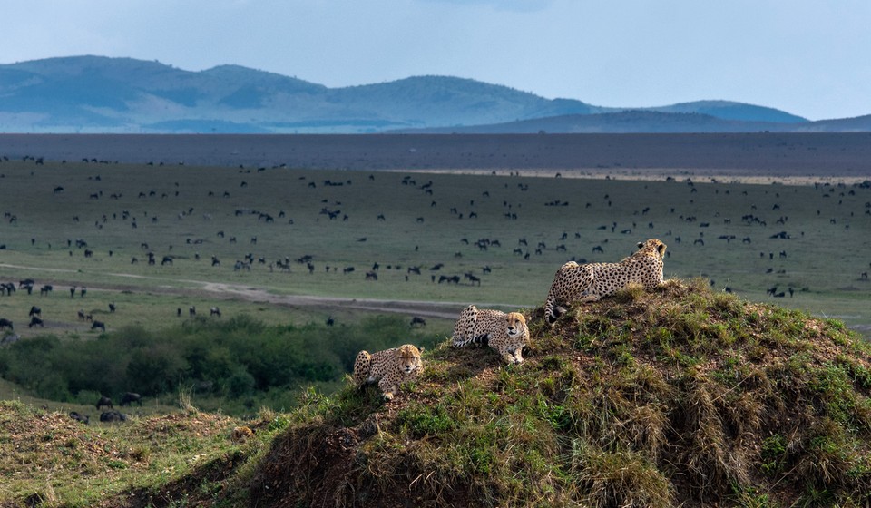 Cheetahs and Wildebeest in the Maasai Mara