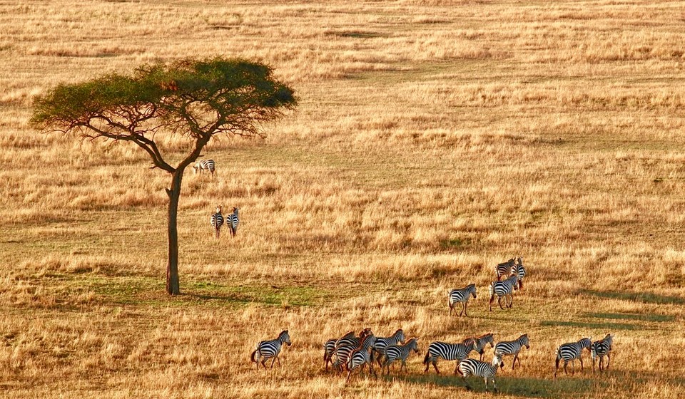 Zebras and Acacia tree in the African Savannahs