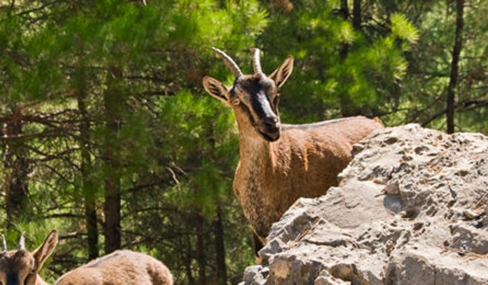 The Wildlife of Samaria Gorge