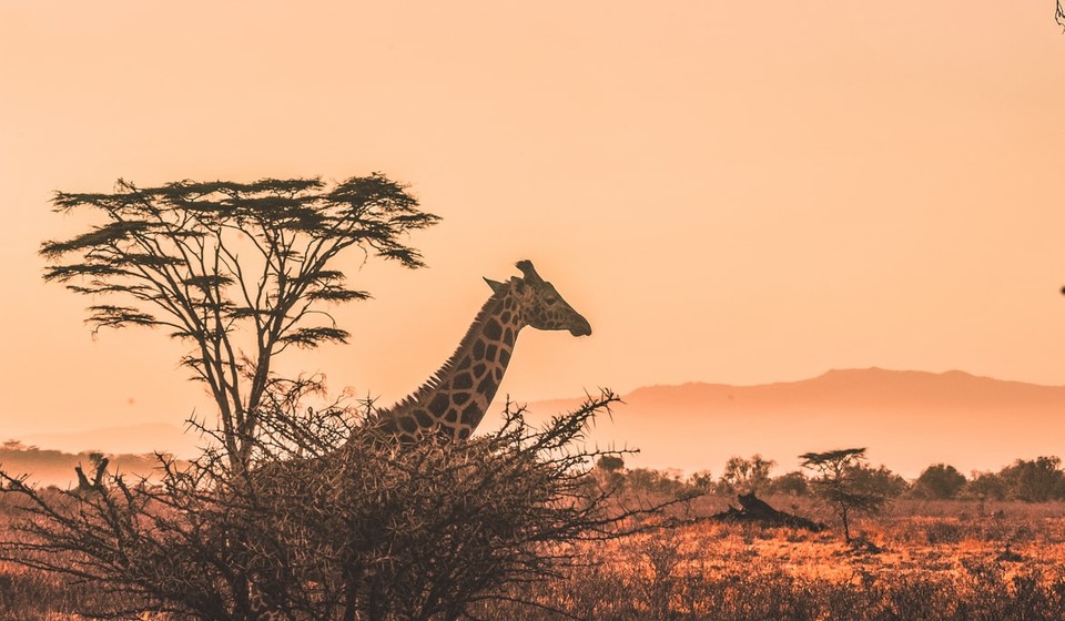 Serengeti african safari scene comprising of a giraffe and teh Serengeti trees