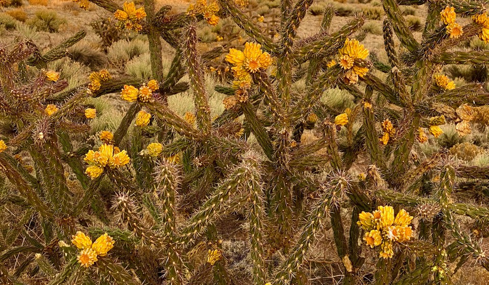 Cacti views while hiking around Santa Fe, New Mexico