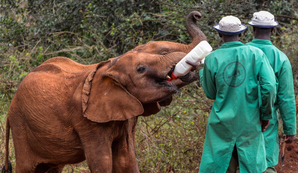 David Sheldrick Wildlife Trust/Elephant Orphanage