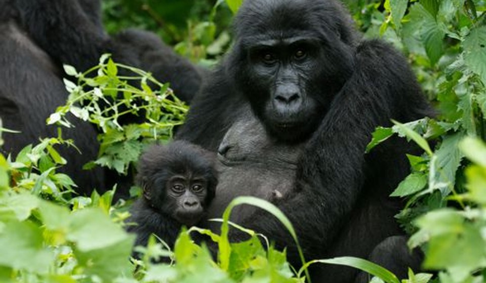 Mother and Baby Gorilla, Bwindi