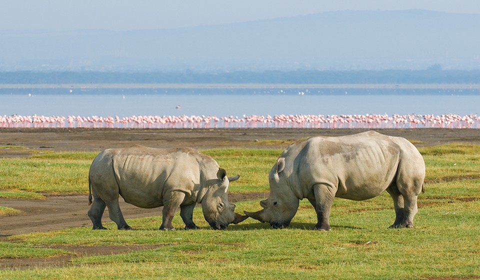 Two rhinos in Lake Nakuru National Park