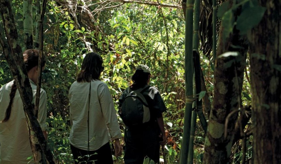 Jungle walk through the Peru Amazon 