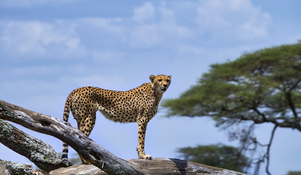 Cheetah is one of the more commonly seen african safari animals
