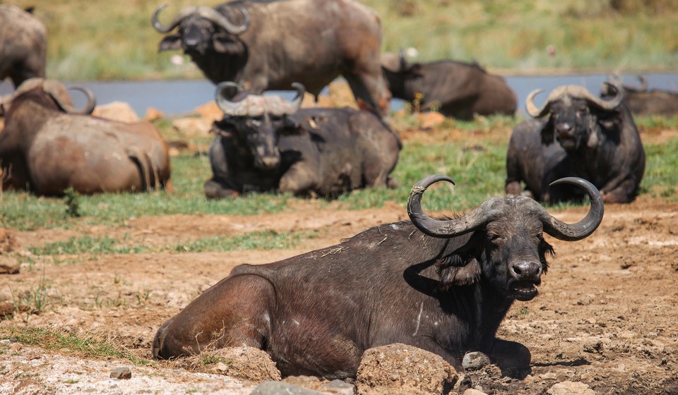 Buffalos in Lake Nakuru National Park