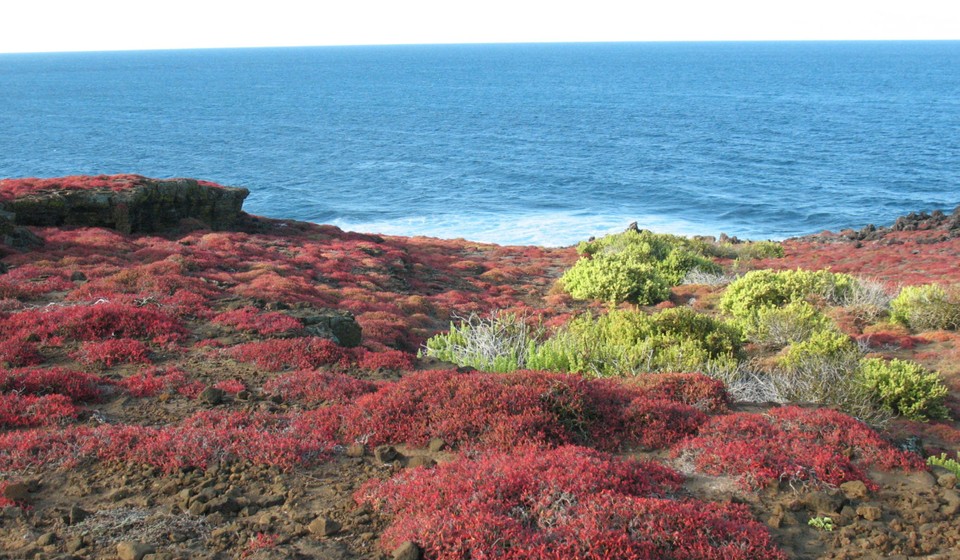 Colorful fauna on the uninhabited Seymour Island in Galapagos