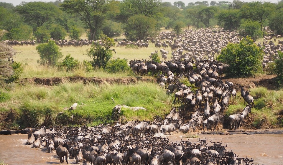 Picture of wildebeasts taken during African Safari migration season