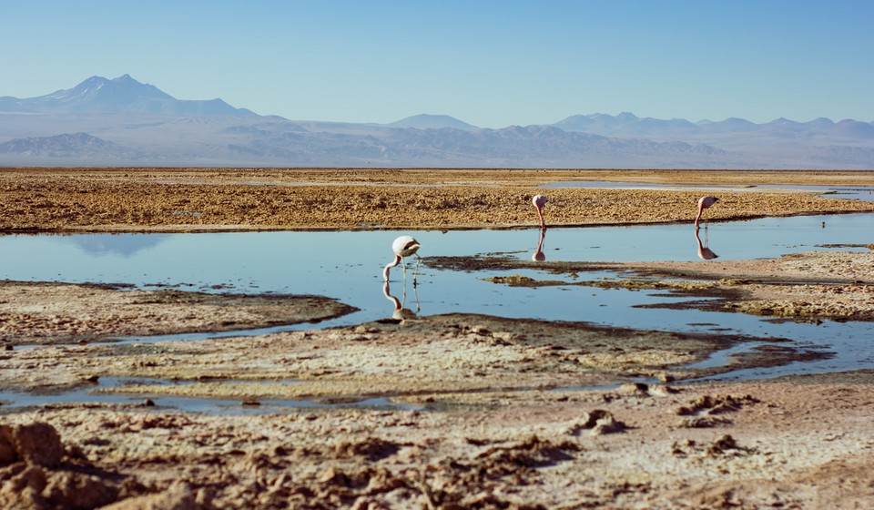 Flemingos at the Chaxa lagoon