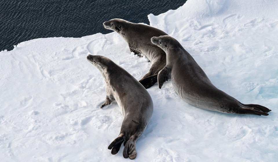Sea lions on a snow field in Antarctica